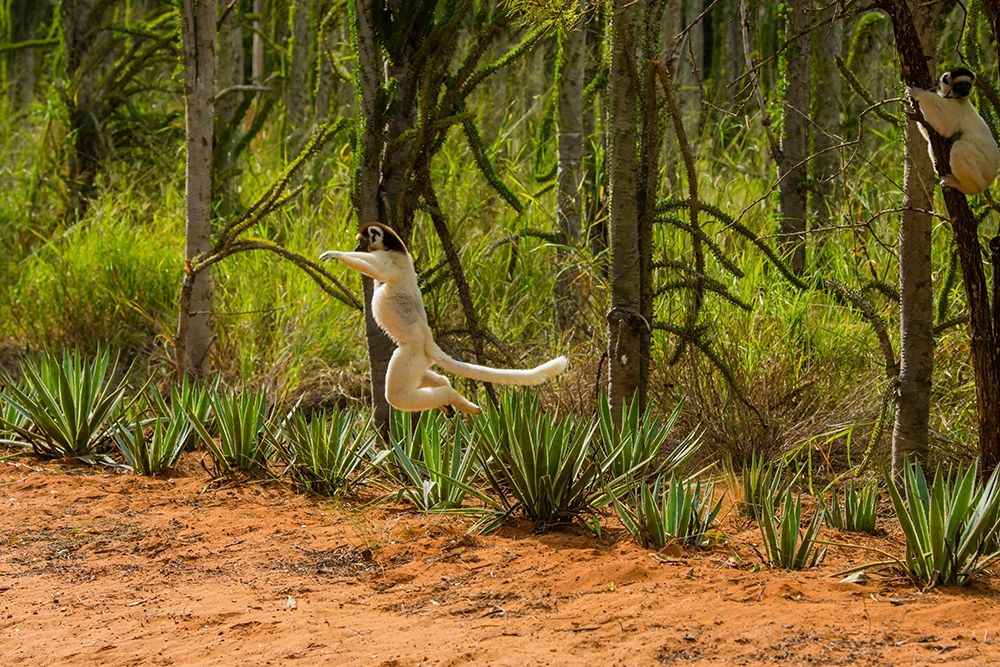 Madagascar-Berenty-Berenty Reserve Verreauxs sifaka leaping down to the road